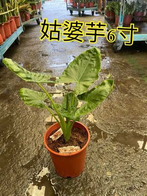 佛手芋開花|天南星科－台灣姑婆芋 (佛手芋) @水晶蘭的種子花草格